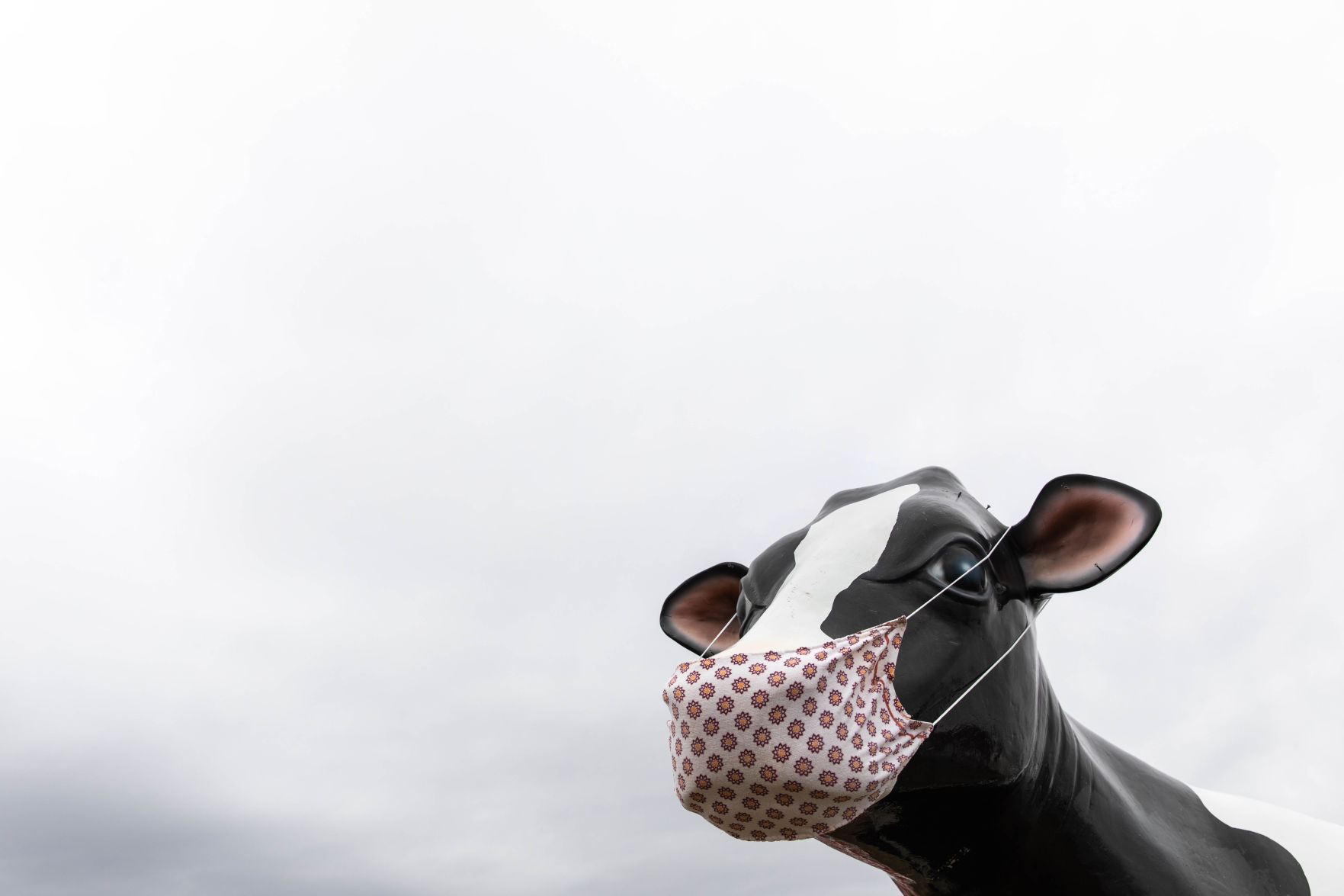 0327_wdl_cow_SS1.JPG